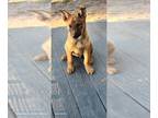 Belgian Malinois-Border Collie Mix PUPPY FOR SALE ADN-781423 - Beautiful puppies