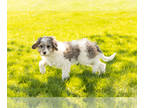 Bernedoodle (Miniature) PUPPY FOR SALE ADN-781425 - Mini Bernedoodle puppy