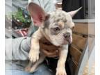 French Bulldog PUPPY FOR SALE ADN-781426 - Merle
