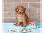 Cavapoo PUPPY FOR SALE ADN-781436 - Sweet Cavapoo puppy