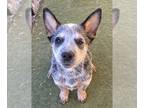 Australian Cattle Dog PUPPY FOR SALE ADN-781438 - Blue and Red heeler puppies