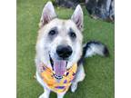 Adopt Kage a German Shepherd Dog