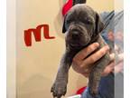 Cane Corso PUPPY FOR SALE ADN-781463 - Cane corso Puppies AKC