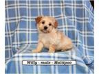 Maltipoo PUPPY FOR SALE ADN-781472 - Friendly Maltipoo puppy