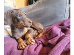 Doberman Pinscher PUPPY FOR SALE ADN-781477 - Dobermans puppies for sale