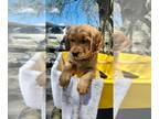 Golden Retriever PUPPY FOR SALE ADN-781479 - 13 Golden Retriever Pups looking