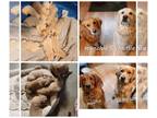 Golden Retriever PUPPY FOR SALE ADN-781479 - 14 Golden Retriever Pups looking