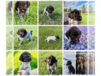 German Wirehaired Pointer PUPPY FOR SALE ADN-781480 - Litter of 9 German