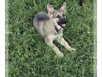 German Shepherd Dog PUPPY FOR SALE ADN-781494 - Sliver Sable German Shepherd