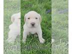 Labrador Retriever PUPPY FOR SALE ADN-781497 - AKC Registered Labrador Puppies