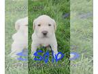Labrador Retriever PUPPY FOR SALE ADN-781497 - AKC Registered Labrador Puppies
