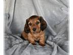 Dachshund PUPPY FOR SALE ADN-781510 - ACA Dachshund For Sale Fredericksburg OH