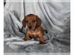 Dachshund PUPPY FOR SALE ADN-781512 - ACA Dachshund For Sale Fredericksburg OH