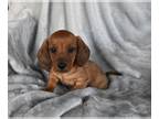 Dachshund PUPPY FOR SALE ADN-781514 - ACA Dachshund For Sale Fredericksburg OH