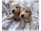 Goldendoodle PUPPY FOR SALE ADN-781520 - Standard F1 Goldendoodle Puppies