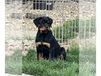 Rottweiler PUPPY FOR SALE ADN-781531 - Rottweiler AKC puppies Edelstein Timit