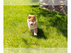 Shiba Inu PUPPY FOR SALE ADN-781534 - AKC Male Shiba Inu puppy