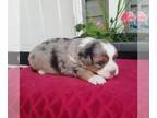 Aussiedoodle Miniature PUPPY FOR SALE ADN-781535 - Mini Aussiedoodle