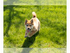 Shiba Inu PUPPY FOR SALE ADN-781536 - AKC female Shiba Inu puppy