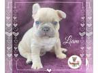 French Bulldog PUPPY FOR SALE ADN-781547 - French Bull Dog Puppy