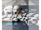 Dalmatian PUPPY FOR SALE ADN-781555 - Dalmatian Puppies