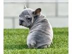 French Bulldog PUPPY FOR SALE ADN-781578 - BLUE BIG ROPE