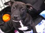 Adopt LIL BILLY a American Staffordshire Terrier, Mixed Breed