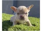 French Bulldog PUPPY FOR SALE ADN-781579 - ISABELLA MERLE