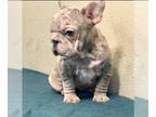 French Bulldog PUPPY FOR SALE ADN-781582 - PINK LILAC MERLE VELVET ROPE