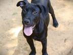 Adopt HONKYTONK a American Staffordshire Terrier, Mixed Breed