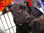 Adopt HONKYTONK a American Staffordshire Terrier, Mixed Breed