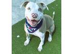 Adopt SUNNY a American Staffordshire Terrier
