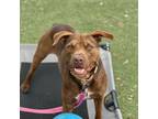 Adopt Guava a Mixed Breed