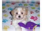 Havanese PUPPY FOR SALE ADN-781608 - Havanese Puppy