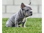 French Bulldog PUPPY FOR SALE ADN-781616 - BLUE BIG ROPE