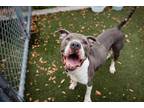 Adopt YUKON a Pit Bull Terrier, Mixed Breed