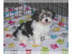 Havanese PUPPY FOR SALE ADN-781624 - Havanese Puppy