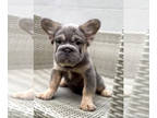 French Bulldog PUPPY FOR SALE ADN-781629 - BIG ROPE VISUAL FLUFFY