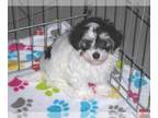 Havanese PUPPY FOR SALE ADN-781630 - Havanese Puppy