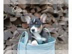 American Corgi PUPPY FOR SALE ADN-781674 - American Corgis