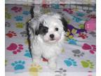 Maltipoo PUPPY FOR SALE ADN-781677 - Maltipoo Puppy