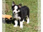 Border Collie PUPPY FOR SALE ADN-781679 - Osiris AKC Black Tri Border Collie