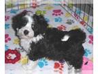 Maltipoo PUPPY FOR SALE ADN-781680 - Maltipoo Puppy