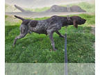 German Shorthaired Pointer PUPPY FOR SALE ADN-781681 - German Shorthaired