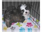 Maltipoo PUPPY FOR SALE ADN-781682 - Maltipoo Puppy