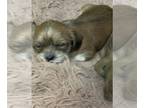 ShiChi PUPPY FOR SALE ADN-781684 - Two sweet boys and one rowdy girl