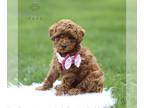 Poodle (Toy) PUPPY FOR SALE ADN-781691 - Toy Poodle
