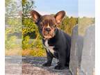 French Bulldog PUPPY FOR SALE ADN-781706 - Bentley