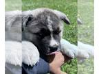 Akita PUPPY FOR SALE ADN-781709 - Hans