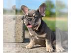 French Bulldog PUPPY FOR SALE ADN-781712 - Alpina